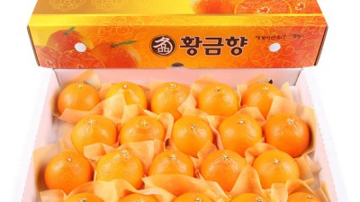 놓치면 후회! 올레길 황금향 3kg 솔직 후기🍊✨